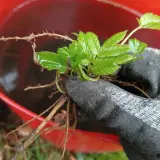 Ręka w rękawicy trzyma świeżo wykopany podagrycznik. Korzenie rośliny są zanurzone w wodzie w czerwonym wiadrze, przygotowywane do zrobienia gnojówki z podagrycznika.