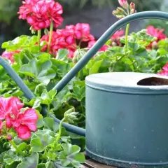 Zielona konewka wśród bujnych, kwitnących na różowo pelargonii pełnych.