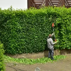 Jak prawidłowo rozsadzić żywopłot, aby był gęsty i piękny – praktyczne porady