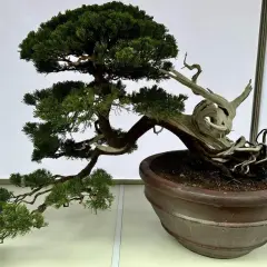 Piękne drzewko bonsai z tui, z wygiętym pniem i żywicznymi detalami. Inspiracja, jak zrobić drzewko bonsai z tui.