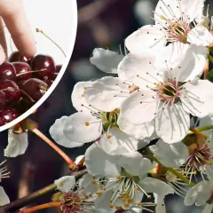 Dłoń zbiera wiśnie obok kwitnącej gałęzi wiśni.