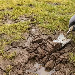 Ręka w rękawiczce używa łopatki do spulchniania mokrej, spękanej gleby obok trawy.