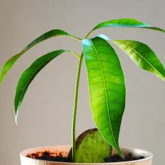 Młode drzewko mango z zielonymi liśćmi wyrasta z pestki w doniczce.