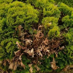 Dlaczego tui brązowieją? Przyczyny, leczenie i skuteczne sposoby zapobiegania