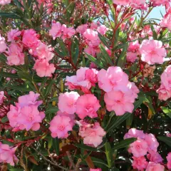 Kwitnący oleander w odcieniach różu. Warto pamiętać o jego **oleander zimowanie**, by cieszyć się nim w kolejnym sezonie.