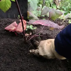 Sadzenie malin jesienią to dobry czas. Ręka w rękawiczce delikatnie umieszcza sadzonkę w żyznej ziemi.