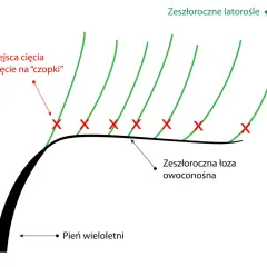 Schemat przycinania winogron: zaznaczone miejsca cięcia na "czopki" na zeszłorocznej łozie owoconośnej, z której wyrastają nowe latorośle.