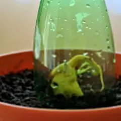 Kiełkujące mango z pestki, otoczone wilgotną ziemią i osłonięte zieloną butelką.