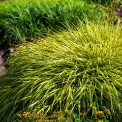 Kępa trawy hakonechloa odmiany 'Aureola' z żółto-zielonymi liśćmi, rosnąca przy ścieżce z kamieni.