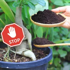 Stop! Nie dodawaj fusów z kawy do tej rośliny. Dwie łyżki fusów z kawy w rękach.