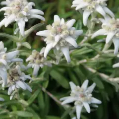 Grupka białych kwiatów szarotki (edelweiss) na zielonym tle.