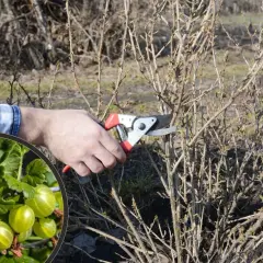 Przycinanie agrestu na pniu. W okręgu zielone agresty, obok dłoń z sekatorami przy krzewie.
