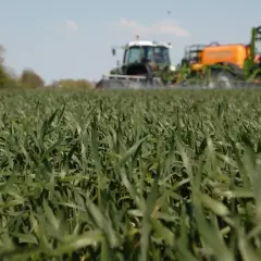 Najlepsze odpowiedzi na chwast w zbożu w krzyżówkach - sprawdź teraz