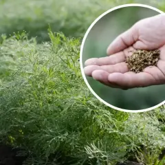 Dłoń z nasionami kopru, gotowa do siewu. W tle zielone, wilgotne od rosy krzaczki.