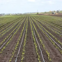 Rzędy młodych roślin na polu, z systemem nawadniania kropelkowego, który umożliwia precyzyjną fertygację.