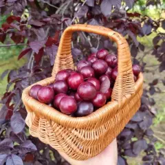 Koszyk pełen dojrzałych, ciemnoczerwonych śliwowisien, zebranych prosto z drzewa o purpurowych liściach.