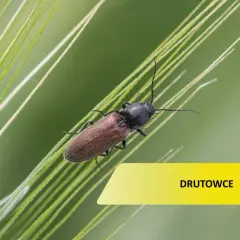 Brązowy owad, jeden z drutowców, siedzi na źdźble trawy.