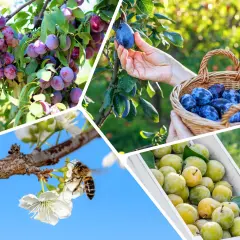 Plum trees laden with fruit, a hand picking a ripe śliwka chińska, a basket full of them, and a bee pollinating blossoms.