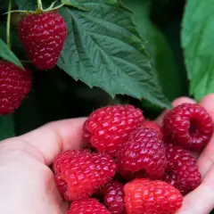 Ręka zbiera dojrzałe maliny z krzaka. Czy maliny się myje? Te prosto z ogrodu są gotowe do jedzenia!