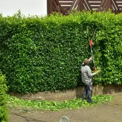 Mężczyzna przycina gęsty żywopłot z trzmieliny, tworząc idealny kształt.