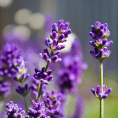 Rośliny, które kwitną na fioletowo – piękne opcje do ogrodu