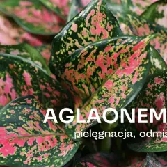 Czy aglaonema kwitnie w domu? Rzadkie kwiaty i ich pielęgnacja