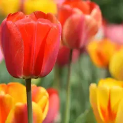 Jak dbać o tulipany w ogrodzie, by cieszyć się pięknymi kwiatami każdej wiosny