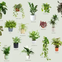 Kolekcja roślin doniczkowych cieniolubnych: Monstera, paproć, zamiokulkas, kalatea i inne, idealne do każdego wnętrza.