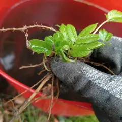 Ręka w rękawicy trzyma świeżo wykopany podagrycznik. Korzenie rośliny są zanurzone w wodzie w czerwonym wiadrze, przygotowywane do zrobienia gnojówki z podagrycznika.