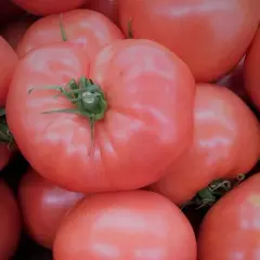 Duża grupa różowych pomidorów, z zielonymi szypułkami.