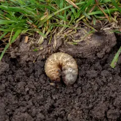 Pędraki w trawniku niszczą korzenie. Biała, krępa larwa żeruje w ziemi pod zieloną trawą.