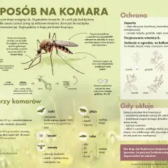 Komar z aparatem gębowym, schemat jego rozwoju i ilustracje roślin odstraszających owady.