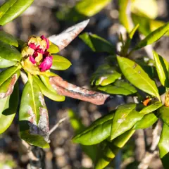 Rododendron z plamami na liściach i pąkiem kwiatowym.