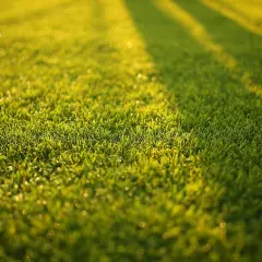 Zielona trawa po zabiegu aeracji, lśniąca w słońcu. Widać cienie drzew i kropelki rosy.