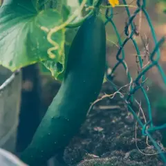 Dojrzewający ogórek wspina się po siatce, obok zielonych liści. Efektywna uprawa ogórków na siatce przynosi obfite plony.