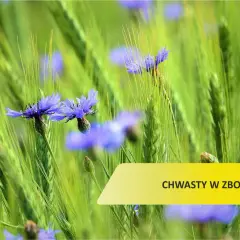 Chwast w zbożu: Jak skutecznie zwalczać i chronić plony?