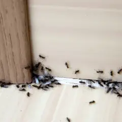 Rój mrówek zbliża się do krawędzi, jakby szukał mąki kukurydzianej na mrówki.