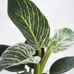 Kwiat filodendron Birkin z zielono-białymi, prążkowanymi liśćmi.