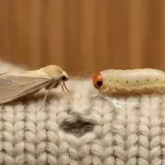 Jasna larwa mola z pomarańczową głową obok dorosłego osobnika na beżowym swetrze.