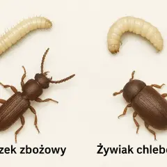 Małe robaczki: gniczek zbożowy i żywiak chlebowiec, oba w formie larwy i dorosłej.