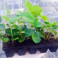 Sadzonki truskawki kent w czarnej tacce, gotowe do posadzenia. Zielone liście z kroplami wody.