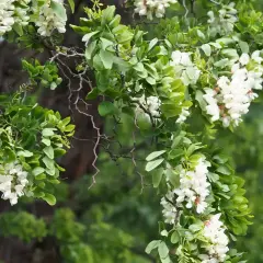 Gałęzie robinia biała obsypane białymi kwiatami i zielonymi liśćmi.