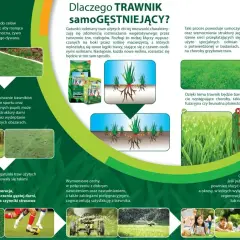 Trawnik samo-gęstniejący dzięki rozłogom tworzy gęstą darń, odporną na choroby. Jaki nawóz na trawę? Ten z mieszanką rajgrasu angielskiego zapewni jej regenerację i wytrzymałość.