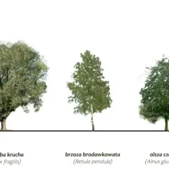 Różne rodzaje drzew: jesion, wierzba, brzoza, olsza i klon jawor.