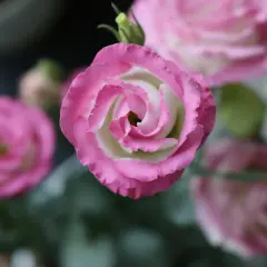 Eustoma kiedy kwitnie – poznaj tajemnice jej pięknego kwitnienia