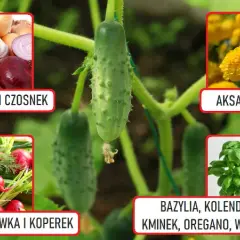 Co posadzić obok ogórków, aby uniknąć szkodników i poprawić plony