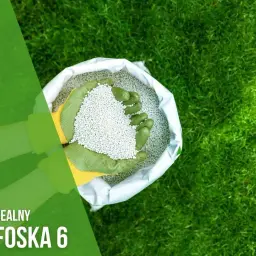 Ręce w zielonych rękawiczkach trzymają nawóz polifoska na trawnik. Idealny do pielęgnacji zieleni.