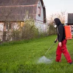 Mężczyzna w masce i czerwonych spodniach opryskuje trawnik, dbając o to, kiedy opryskiwać chwasty na trawniku, by uzyskać najlepsze efekty.