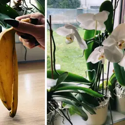 Domowy nawóz z banana dla pięknych storczyków. Skórka banana dostarcza potasu, który jest kluczowy dla kwitnienia.