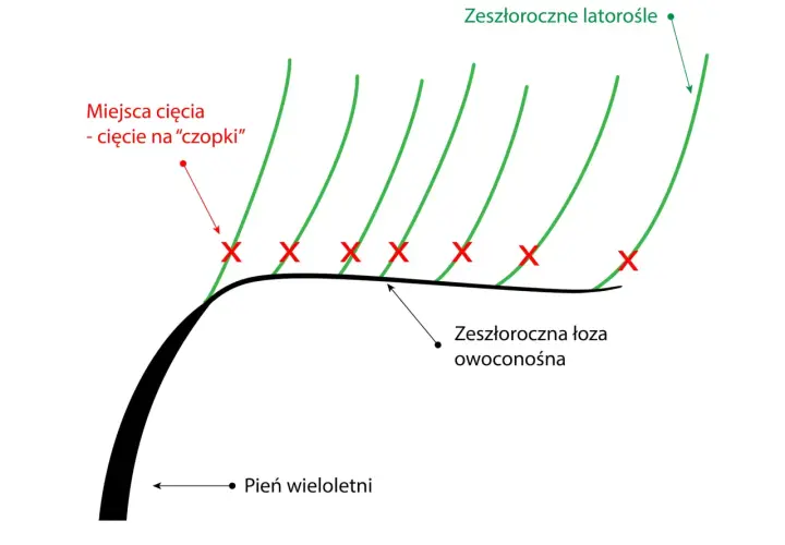 Schemat przycinania winogron: zaznaczone miejsca cięcia na "czopki" na zeszłorocznej łozie owoconośnej, z której wyrastają nowe latorośle.